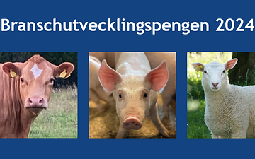 Tre miljoner kronor för ökad lönsamhet i hela värdekedjan och på resurshushållning inom gris-, nöt-, och lammproduktion