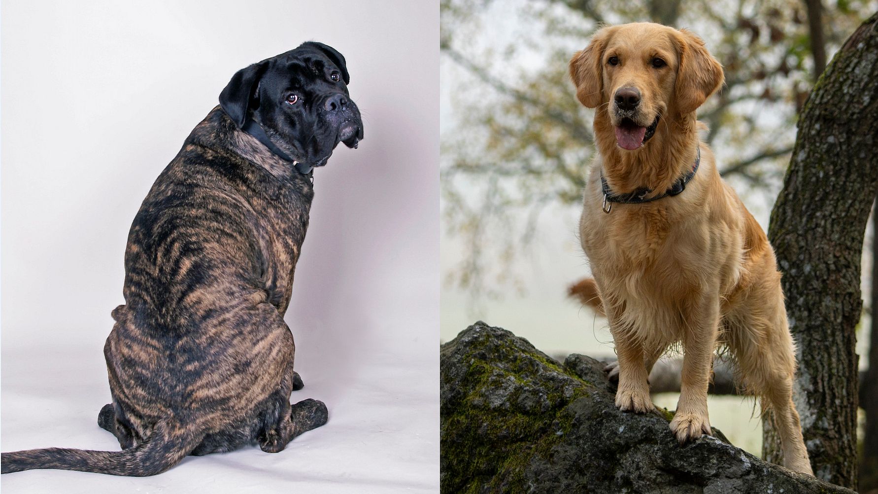 En cane corso och en golden retriever