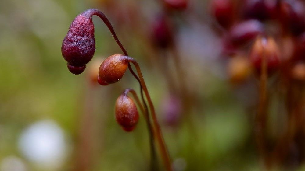 Körsbärsbryum, Bryum blindii, är en mossa som förekommer på ett fåtal platser i Sverige. 