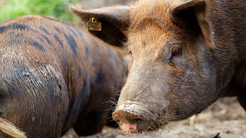 Varför äter vi så mycket gris i Sverige?