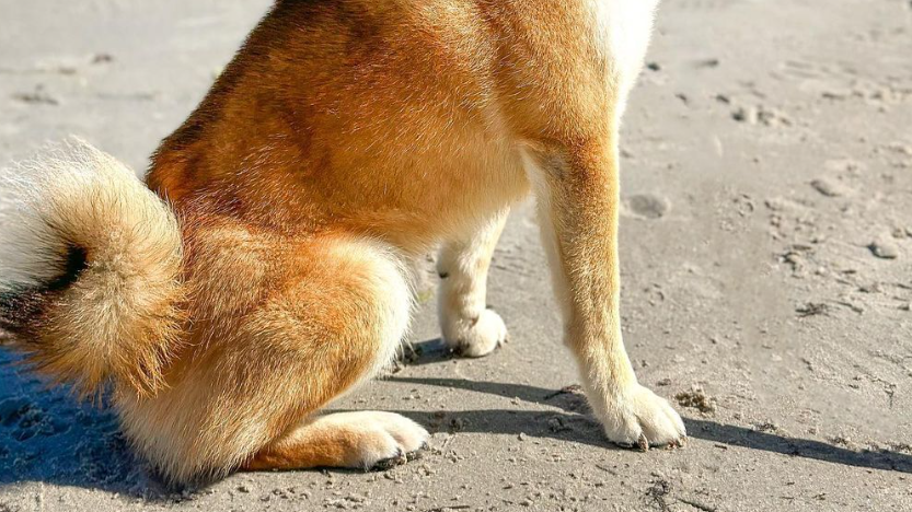 Traceur GPS pour chiens de Maxi Zoo Garder un il sur son chien et ses activites. Fressnapf Suisse