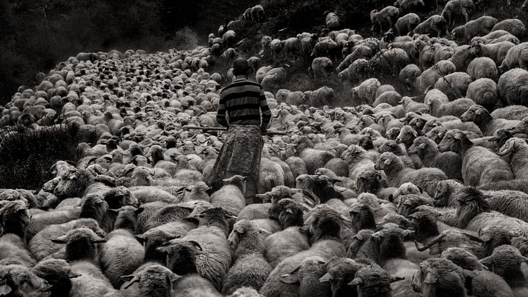 Maurice Wolf - Sheep drive in Tusheti.jpg