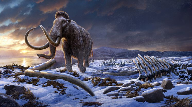 De sista mammutarna dog ut på Wrangels ö för ungefär 4 000 år sedan. Illustration Beth Zaiken.