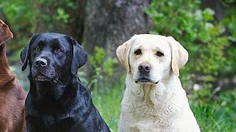 Labrador retriever är nu störst – efter 44 år i toppen petas schäfern ner från tronen