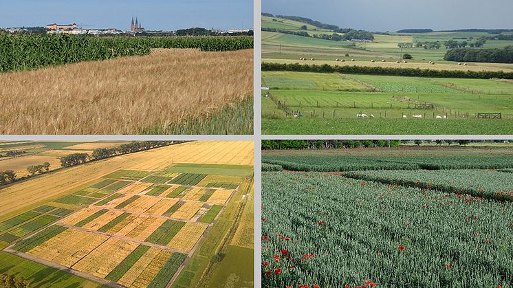 Analyser av 32 långliggande fältförsök i bland annat Säby utanför Uppsala, Tulloch i Skottland, Brody i Polen och El Encin i Spanien har gett ny kunskap om växtföljder. Foto: G Vico, C Watson, R Alarcon, Z Sawinska