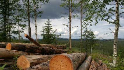 Ny teknik för billigare tillverkning av biobränsle