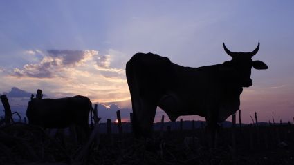 På Sverigebesök: Internationell expert på animalieproduktionens avigsidor