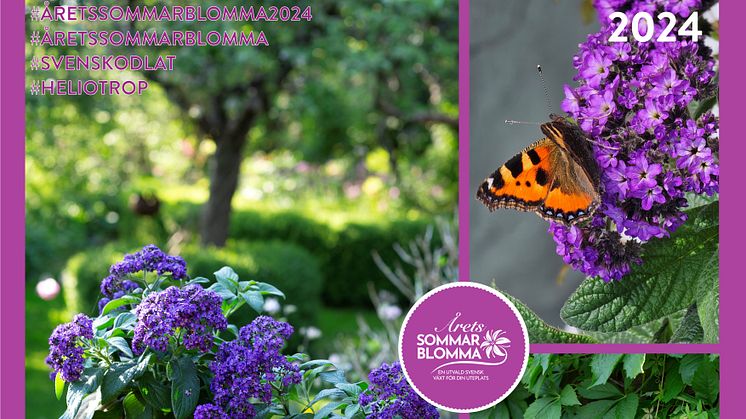 Lyckan är att vila blickarna på en fjäril som suger sin nektar från blommorna hos en mustigt purpurfärgad Heliotrop. 