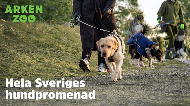 Arken Zoo anordnar hundpromenader över hela Sverige