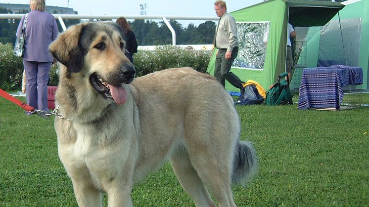 Danmark förbjuder 13 hundraser - men hundförbud fungerar dåligt enligt Svenska Kennelklubben