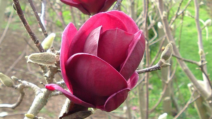 Nyhet! Magnolia 'Genie'