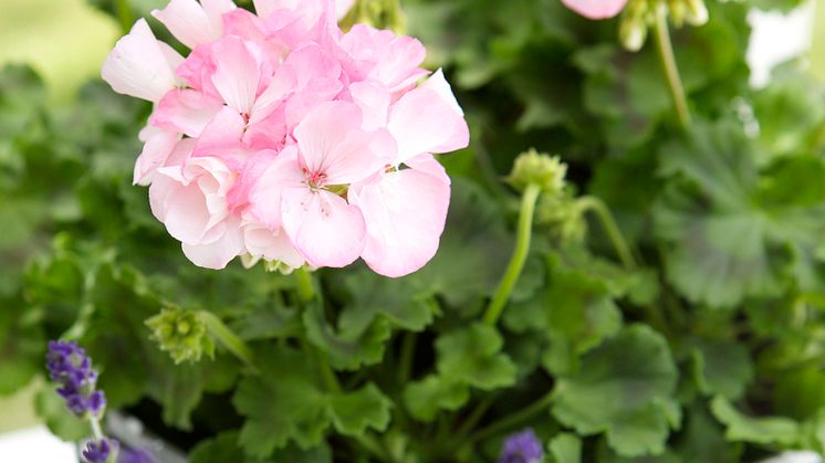 Vårens nya stilar från Blomsterlandet