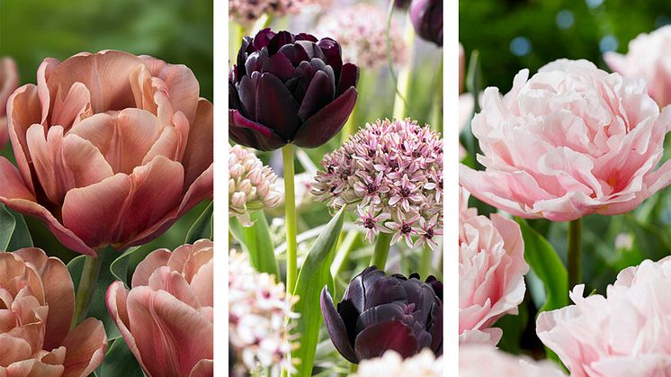 Tulpanen 'La Belle Epoque', lökmixen Chique Mystique och tulpanen 'Dreamer' är några av nyheterna i Blomsterlandets sortiment av vårblommande lökar som snart släpps.