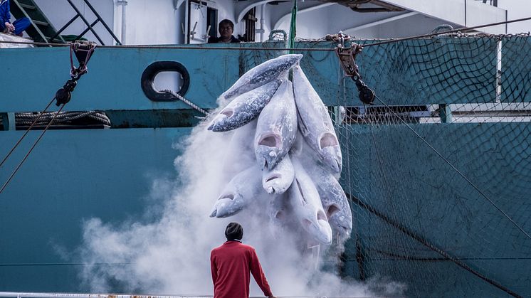 Kylfartyg spelar en viktig roll i fisk- och skaldjursindustrin. Foto: Tommy Trenchard, Greenpeace