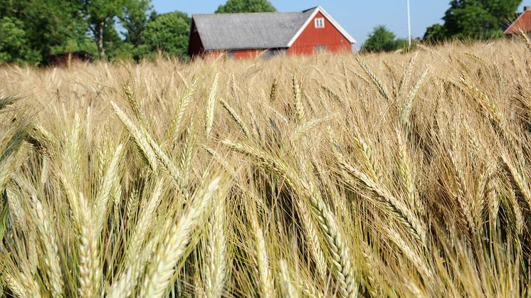 Skörden av ekologiskt odlad spannmål minskade under förra året. Foto: Birger Lallo, Scandinav bildbyrå