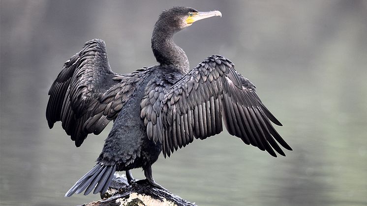 Vilken nytta gör skarven? Den frågan fick jourhavande biolog Didrik Vanhoenacker svara på i veckan i en artikel i Gefle Dagblad. Foto Shutterstock.