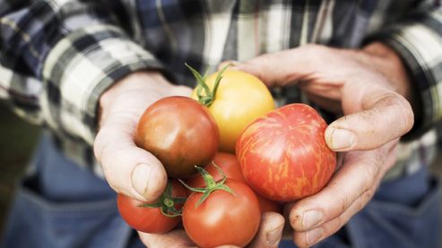 Klimatsmarta KRAV-tomater 