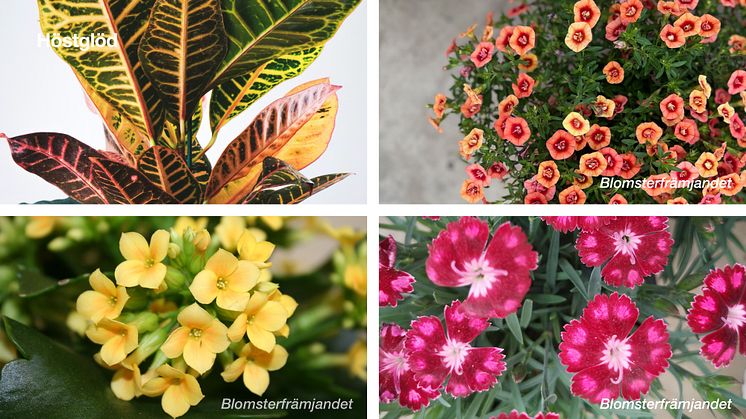 Elmia Garden Trends 2025_Höstglöd exempel växter.jpg