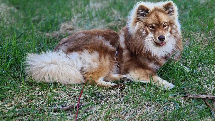 Hunden Helmi kommer tillsammans med sin husse gå en utbildning hos brukshundsklubben för att möjliggöra besök på vård och omsorgsboendet Hagby Ängar