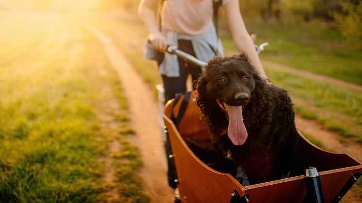 Radfahren (mit Hund) macht klüger