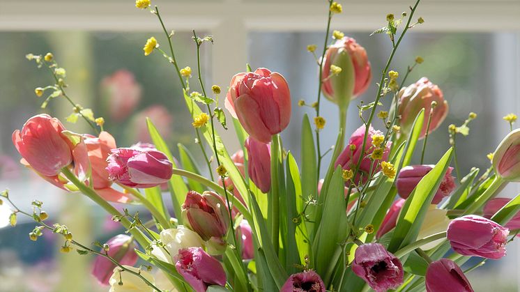 Tulpanens Dag, 18 januari