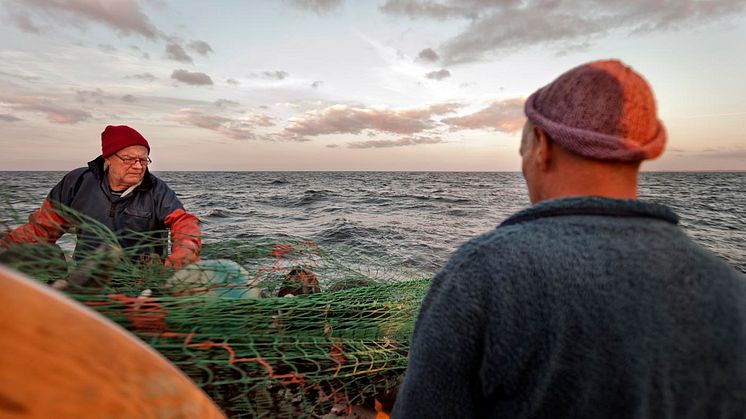 Äntligen kan du köpa svensk MSC-märkt torsk från Östersjön!