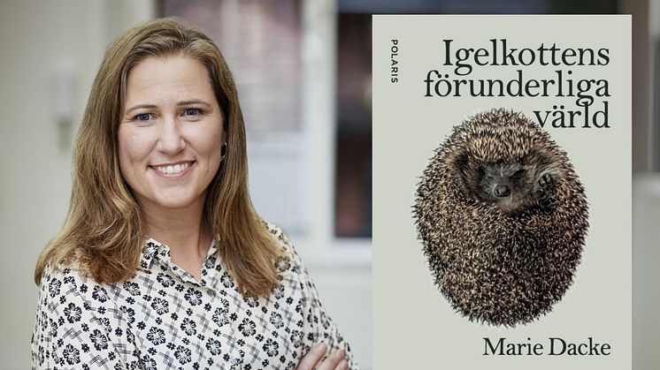 Marie Dacke utforskar igelkottens förunderliga värld i ny bok fylld av vetenskap, vardagsnära möten och månskensäventyr