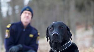 Charlie är Årets narkotikasökhund