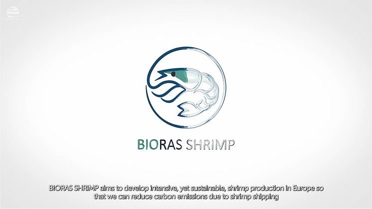 BIORAS SHRIMP project animation