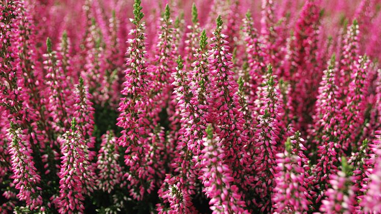 Blomsterlandet kan nu erbjuda sina kunder svenskodlad ljung sedan Solgården är först i landet med att lyckas odla ljung i kommersiell skala.