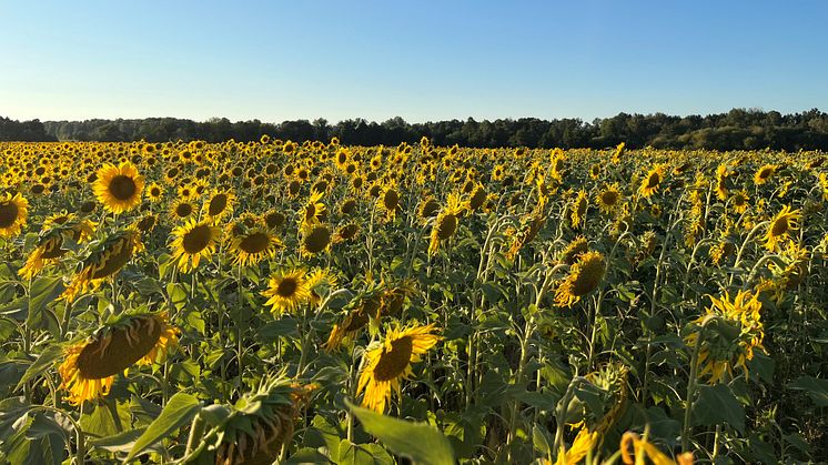 Solrosfält med lähäckar av träd i bakgrunden. Ukraina är en av världens främsta producenter och exportörer av solrosolja. Fotograf: Ganna Lobchenko