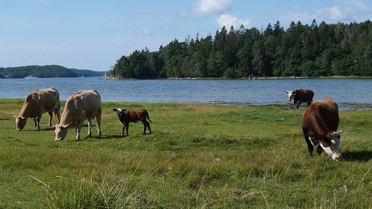 Betande kor på havsstrandängen vid Sandemars naturreservat. Foto: Sara Cousins