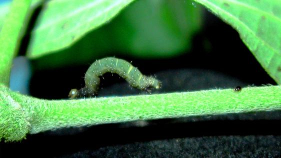 Sex gånger fler insekter i tropiska berg 