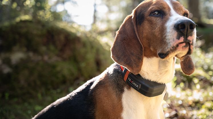Natlink presents Trackers latest innovation in dog trackers – Luna, designed so your dog will love wearing it.