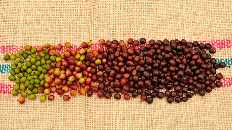 Different stages of ripening of Castillo variety