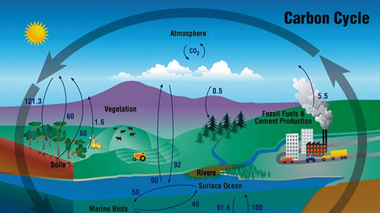 Carbon cycle.jpg