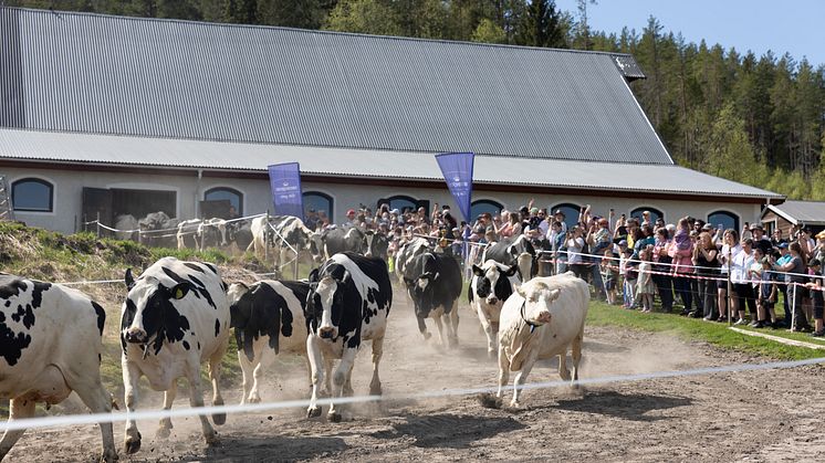 Pressinbjudan: Betessläpp på Grans naturbruksgymnasium 23 maj