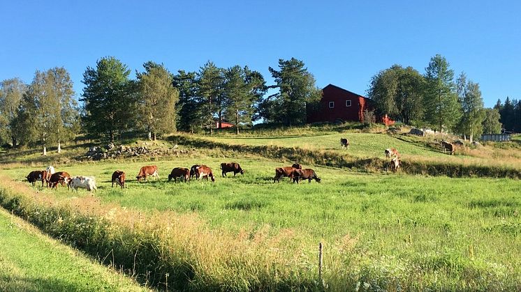 En säkrad norrländsk mejeriproduktion gynnar Sverige och EU