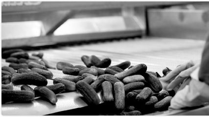 Såddtid för Procordia – 20 miljoner potatisar i den sydsvenska myllan