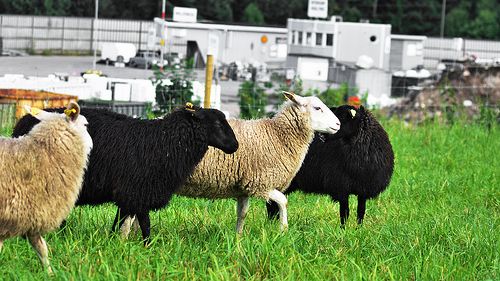 Miljövänliga ”gräsklippare” på återvinningscentralen Lilla Nyby – i form av fem får. 