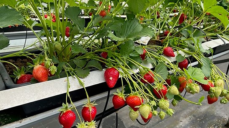 Odlingsförsök med jordgubbar i svampkompost tyder på att detta substrat har potential att främja tillväxt och motverka sjukdomsangrepp. Foto: Ibrahim Khalil