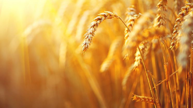 Wheat field. ears of golden wheat closeup. rural scenery under shining sunlight_10032 x 7176 px.jpg