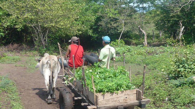 Trädplanteringsprojekt i Nicaragua