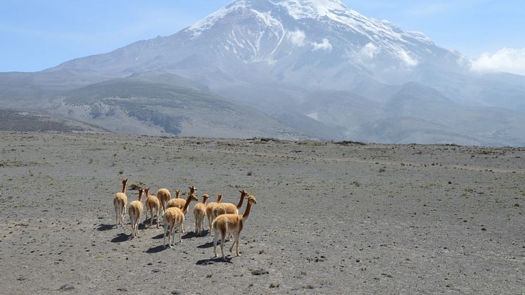  Blick auf den Chimborazo in Ecuador. (Foto: Prof. Dr. Leif Mönter)