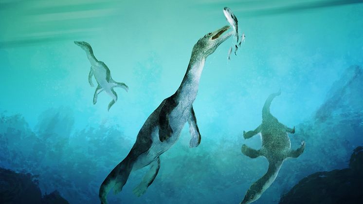 Reconstruction of the oldest sea-going reptile from the Southern Hemisphere. Nothosaurs swimming along the ancient southern polar coast of what is now New Zealand around 246 million years ago. Artwork by Stavros Kundromichalis.