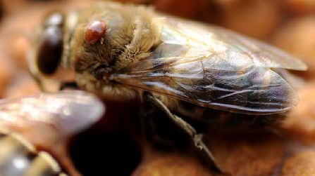 Varroabekämpning i bikupan ökar virusinfektion tillfälligt