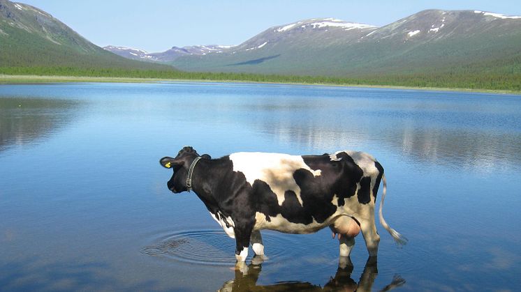 Ko i Matsdal, Västerbotten