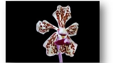 Internationell orkidéutställning på Sofiero 20-22 maj