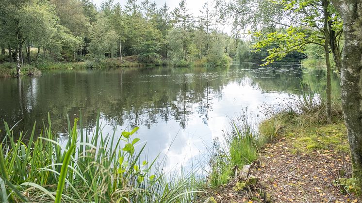 Foto: Billede fra Torben Sønderbys naturområde