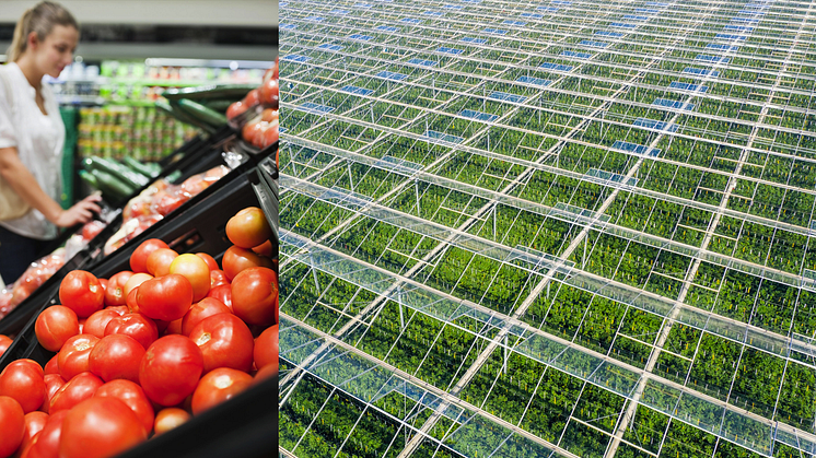 The first tomatoes are harvested in Frövi, which marks a significant milestone and proof of concept!